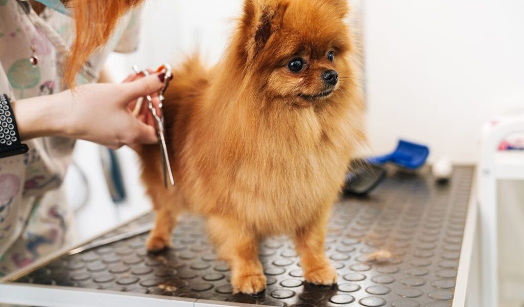 Grooming for Dogs: Why It’s Essential for Your Pet’s Health and Happiness 1 grooming1