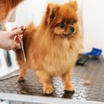 grooming1