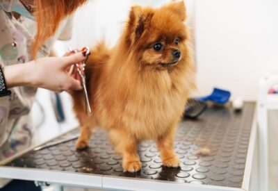 grooming1