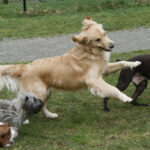 doggie-daycare-playing
