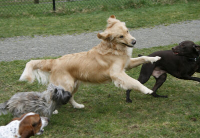 doggie daycare playing
