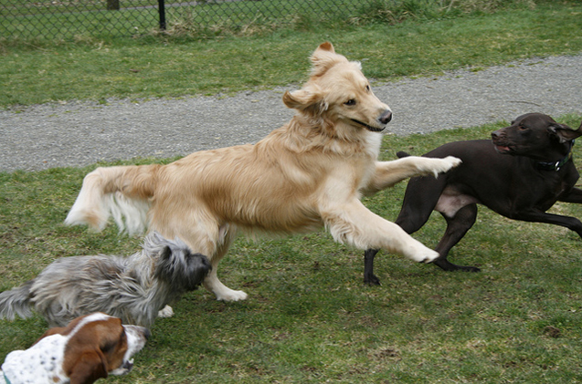 Choosing the Right Dog Boarding: Why Healthy Hound Playground Stands Out 1 doggie daycare playing