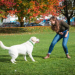 dog-training-large-white-lab-trick-outdoors-autumn-fall-2