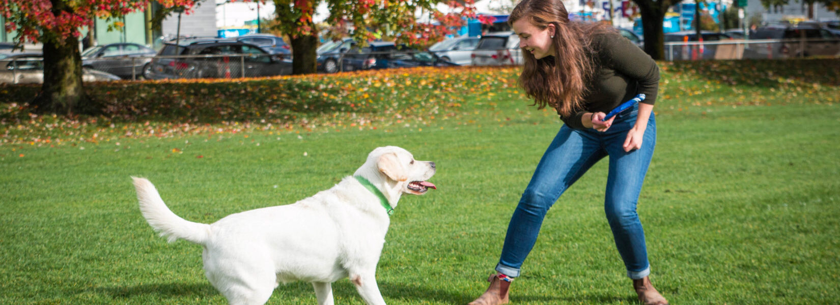 dog training large white lab trick outdoors autumn fall 2