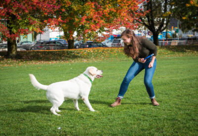 dog training large white lab trick outdoors autumn fall 2