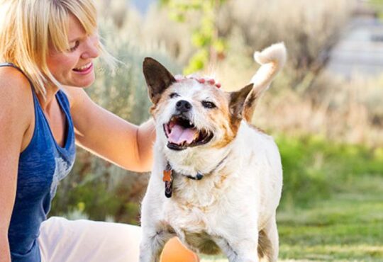 choosing the right pet for you 1
