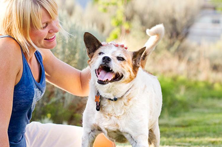 choosing the right pet for you 1