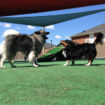 doggie-daycare-montgomery-alabama-small-dogs-boarding