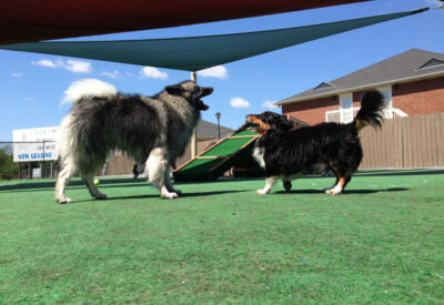 doggie daycare montgomery alabama small dogs boarding