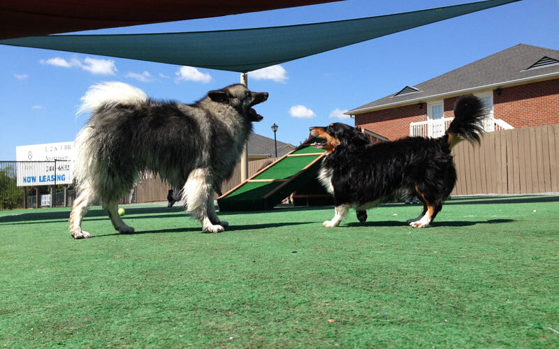 doggie daycare montgomery alabama small dogs boarding