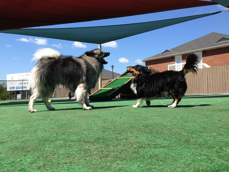 doggie daycare montgomery alabama small dogs boarding