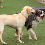 doggy-daycare-friends