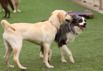 Trusted Dog Boarding Services for Happy Tails at Healthy Hound Playground 4 doggy daycare friends