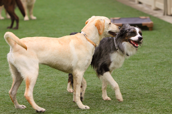 Trusted Dog Boarding Services for Happy Tails at Healthy Hound Playground 1 doggy daycare friends