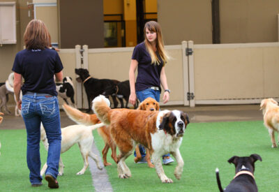 Dog Grooming for a Healthy Skin and Coat 4 doggy daycare staff