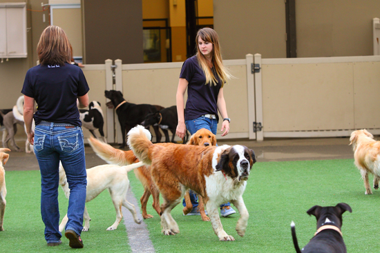 Dog Grooming for a Healthy Skin and Coat 1 doggy daycare staff
