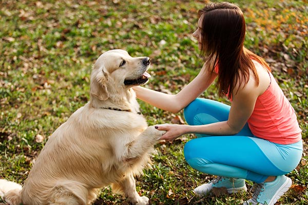 How to Choose the Best Dog Day Care Center 1 golden training body